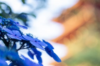 「ガクアジサイ(額紫陽花)」のサムネイル画像