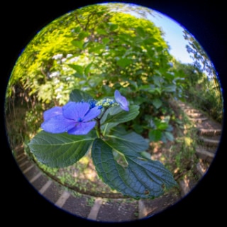 「ガクアジサイ(額紫陽花)」のサムネイル画像