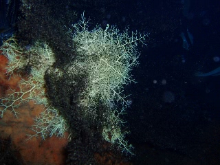 「テヅルモヅル」のサムネイル画像