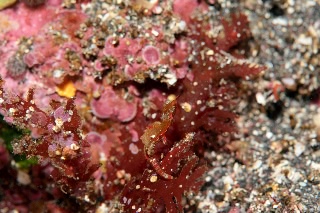 「ジャパニーズピグミーシーホース(japanese pygmy seahorse)」のサムネイル画像