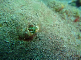 「ミナミギンポ(Tube-worm Blenny)」のサムネイル画像