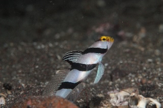 「ネジリンボウ(Yellownose shrimp goby)」のサムネイル画像