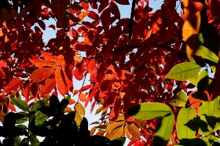 「ハゼノキ(黄櫨の木,櫨の木)」のサムネイル画像