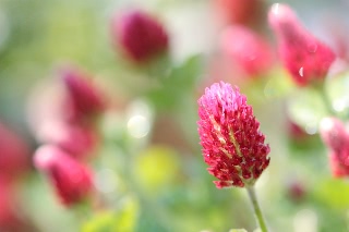 「ベニバナツメクサ(ストローベリーキャンドル)」のサムネイル画像