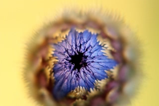 「矢車草」のサムネイル画像