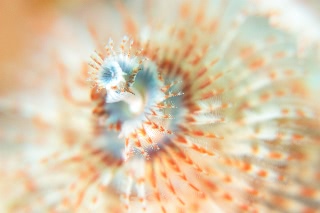 「イバラカンザシ(Christmas tree worm)」のサムネイル画像