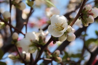 「ボケ」のサムネイル画像