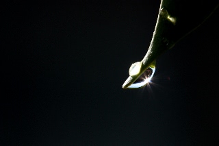 「ガジュマル」のサムネイル画像