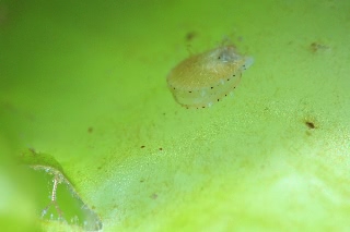 「ホタテガイ」のサムネイル画像