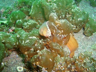 「ダイナンギンポ」のサムネイル画像