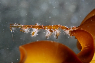 「キタワレカラ」のサムネイル画像