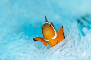「カクレクマノミ(Western Clown Anemonefish)」のサムネイル画像