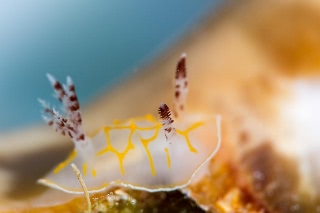 「キスジカンテンウミウシ」のサムネイル画像