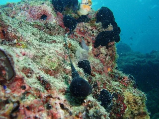 「謎生物」のサムネイル画像