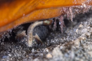 「ホムラダマシ」のサムネイル画像