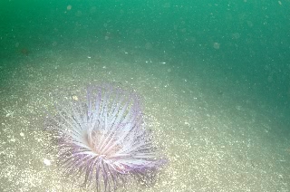 「ムラサキハナギンチャク」のサムネイル画像