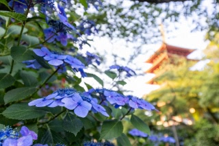 「ガクアジサイ(額紫陽花)」のサムネイル画像