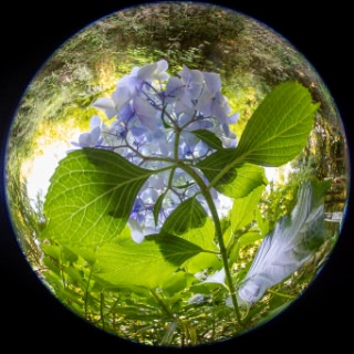 「アジサイ」のサムネイル画像