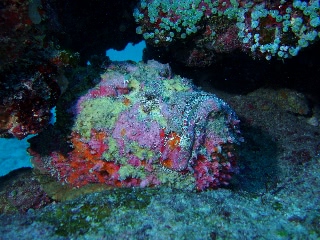 「オニダルマオコゼ」のサムネイル画像