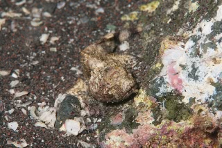 「サツマカサゴ」のサムネイル画像