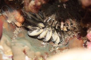 「ウミシダの仲間(sea feather)」のサムネイル画像