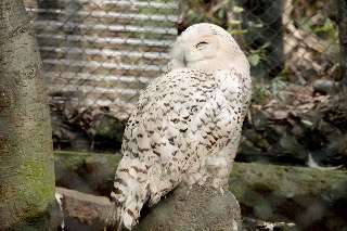 「メンフクロウ」のサムネイル画像