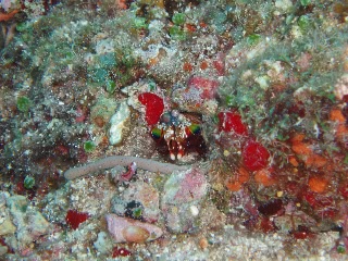 「モンハナシャコ」のサムネイル画像