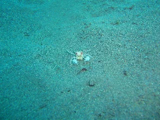 「キンチャクガニ(Boxer crab)」のサムネイル画像