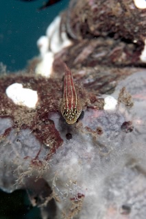 「タテジマヘビギンポ(Tropical striped triplefin)」のサムネイル画像