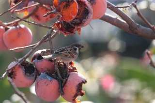「スズメ」のサムネイル画像