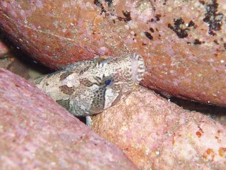 「ガジ」のサムネイル画像