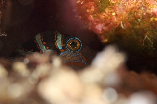 「ハナキンチャクフグ」のサムネイル画像