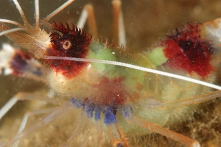 「オトヒメエビ(Banded boxer shrimp)」のサムネイル画像