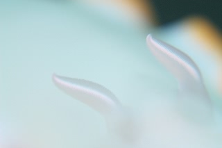 「グロッソドーリス・エレクトラ」のサムネイル画像