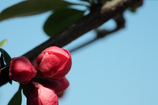 「ボケ」のサムネイル画像