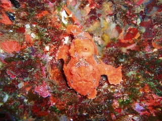 「イロイザリウオ(イロカエルアンコウ)」のサムネイル画像