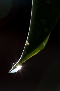 「ガジュマル」のサムネイル画像