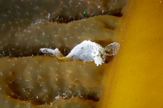 「フサギンポ」のサムネイル画像