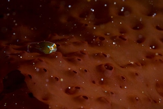 「ホテイウオ(ゴッコ)」のサムネイル画像