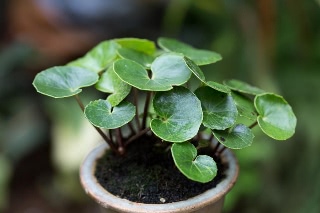 「植物の仲間」のサムネイル画像