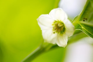 「ホオズキ」のサムネイル画像