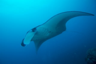 「ナンヨウマンタ」のサムネイル画像