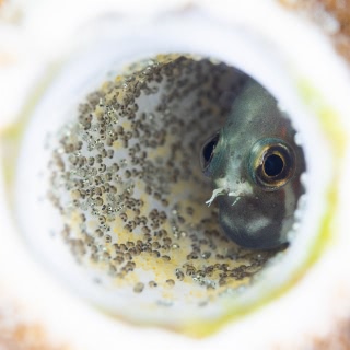 「フタイロカエルウオ」のサムネイル画像