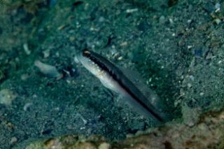 「無題」のサムネイル画像