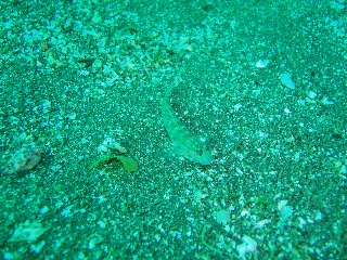 「クツワハゼ」のサムネイル画像