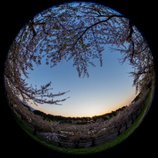 「ソメイヨシノ(染井吉野)」のサムネイル画像