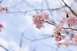 「オオヤマザクラ(エゾヤマザクラ,ベニヤマザクラ)」のサムネイル画像