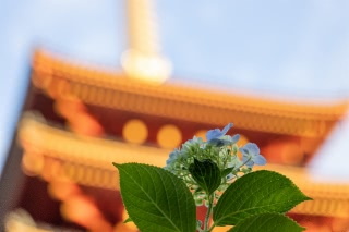 「ガクアジサイ(額紫陽花)」のサムネイル画像