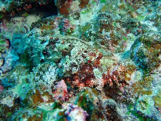 「オニカサゴ」のサムネイル画像