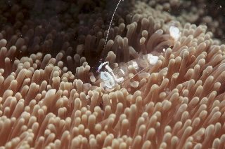 「オドリカクレエビ」のサムネイル画像